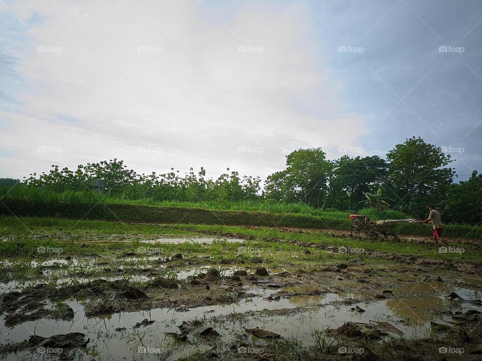 Farmers plow rice fields in the countryside