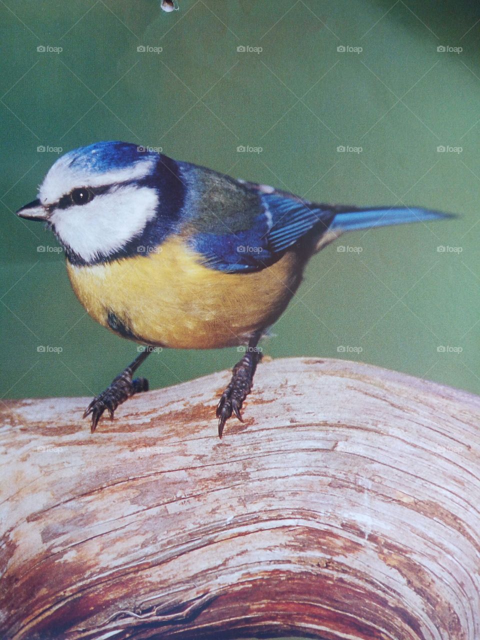 blue tit