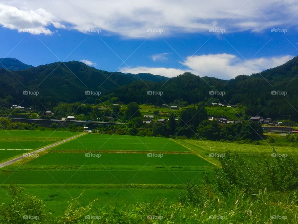 Rice fields in Japan