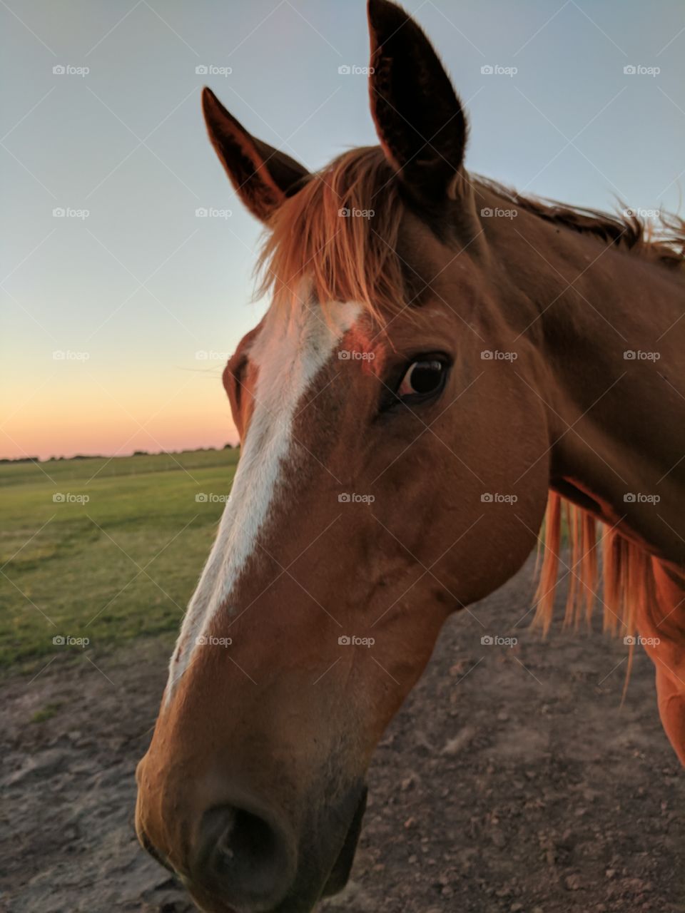 Close-up of horse head