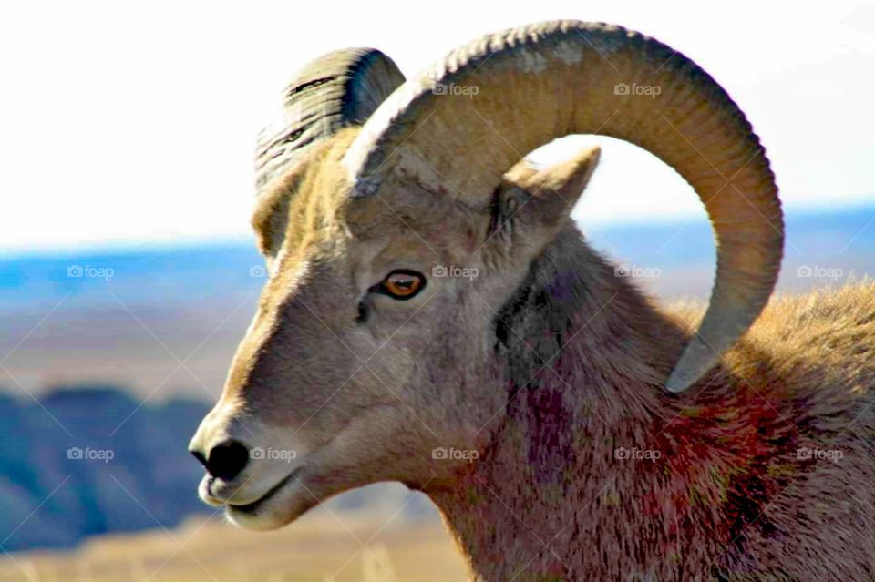 Big Horn Sheep - Badlands National Park