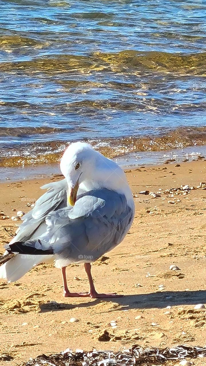 Gull preening