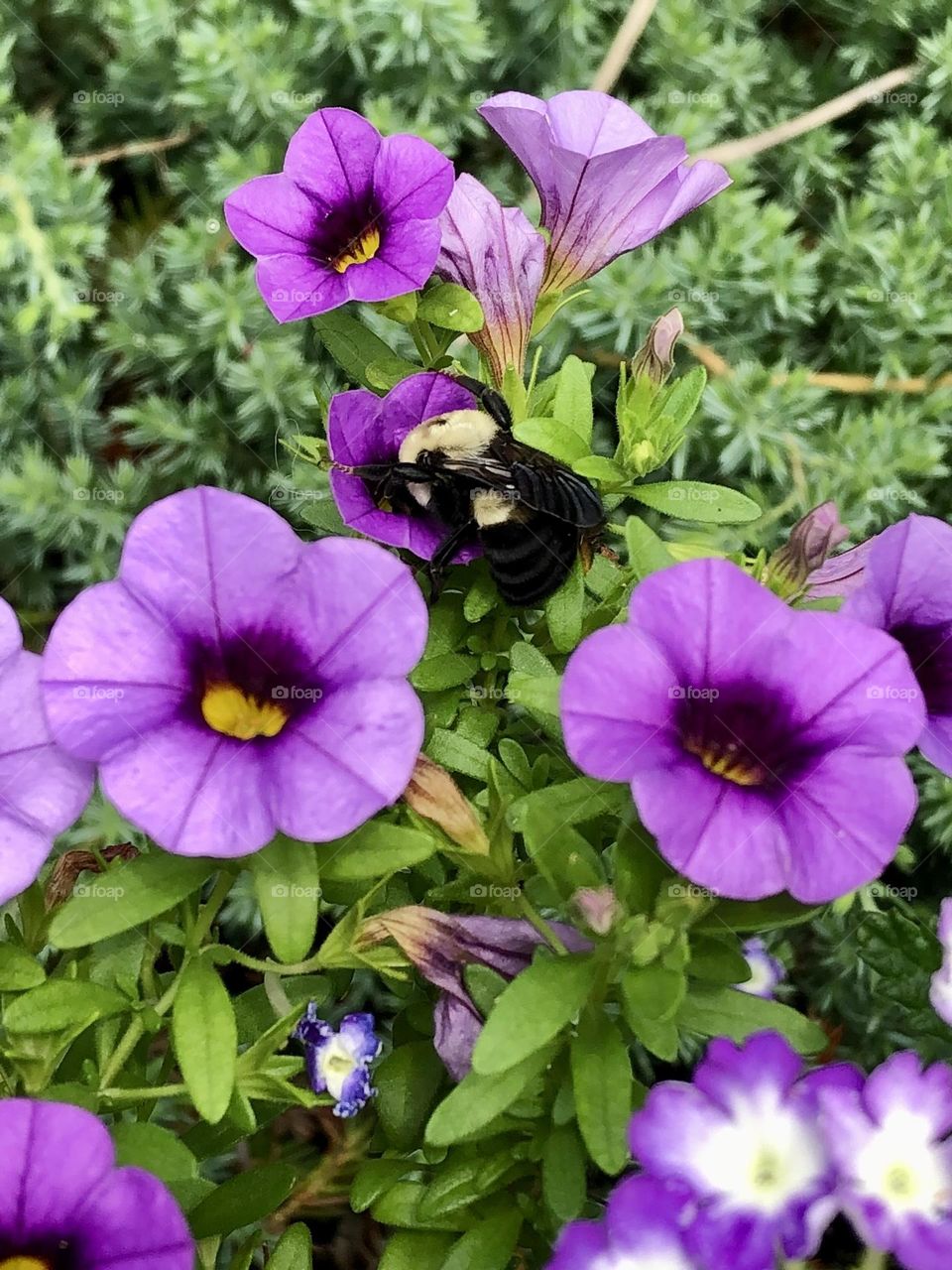 Honey bee pollinator purple petunias calibrachoa flowers petals blossoms glimmers small moments of happiness bumblebee bumble honeybee nature wildlife bugs insects leaves foliage neighborhood backyard landscaping container gardening patio plants