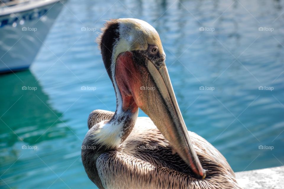 Close-up of pelican