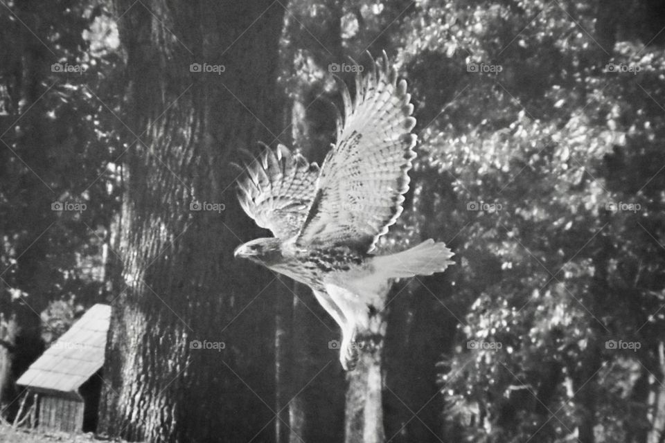 Hawk in black and white