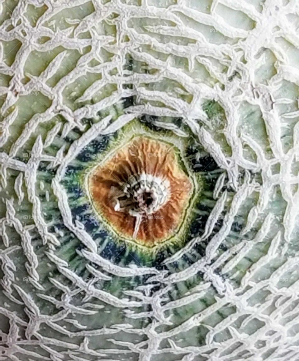 Cantaloupe Skin Texture