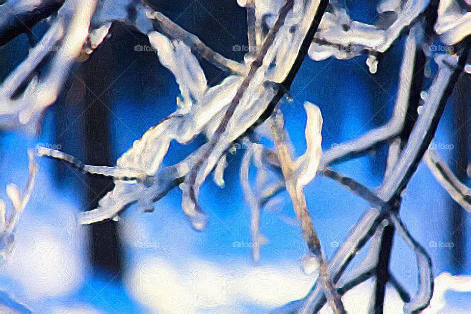 Ice covered branches.  Upstate New York. 