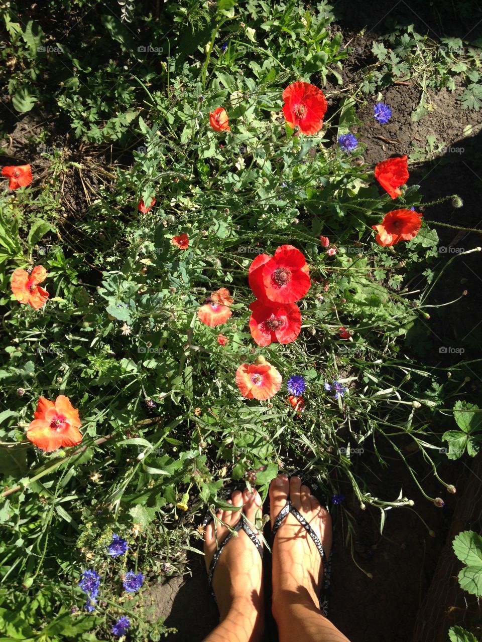 Beautiful poppies