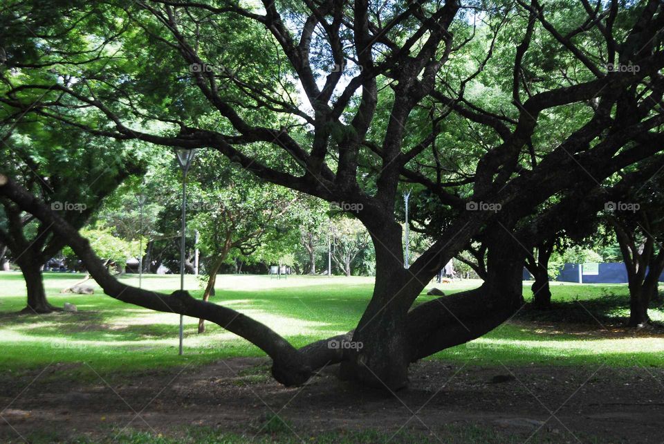 a special tree in the middle of the park