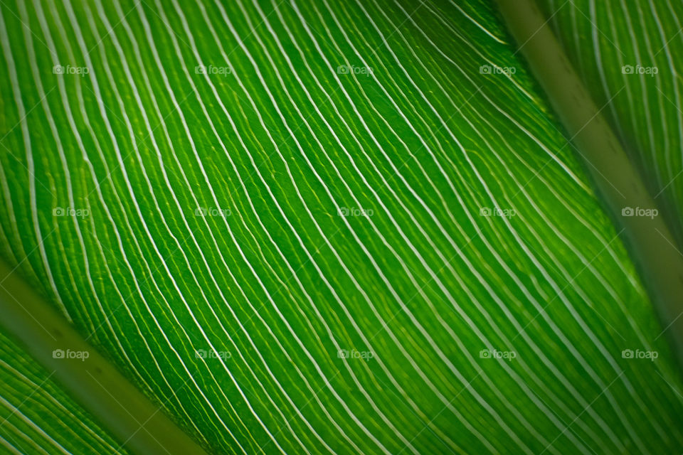 Portrait of a plant ..Green leaf ...