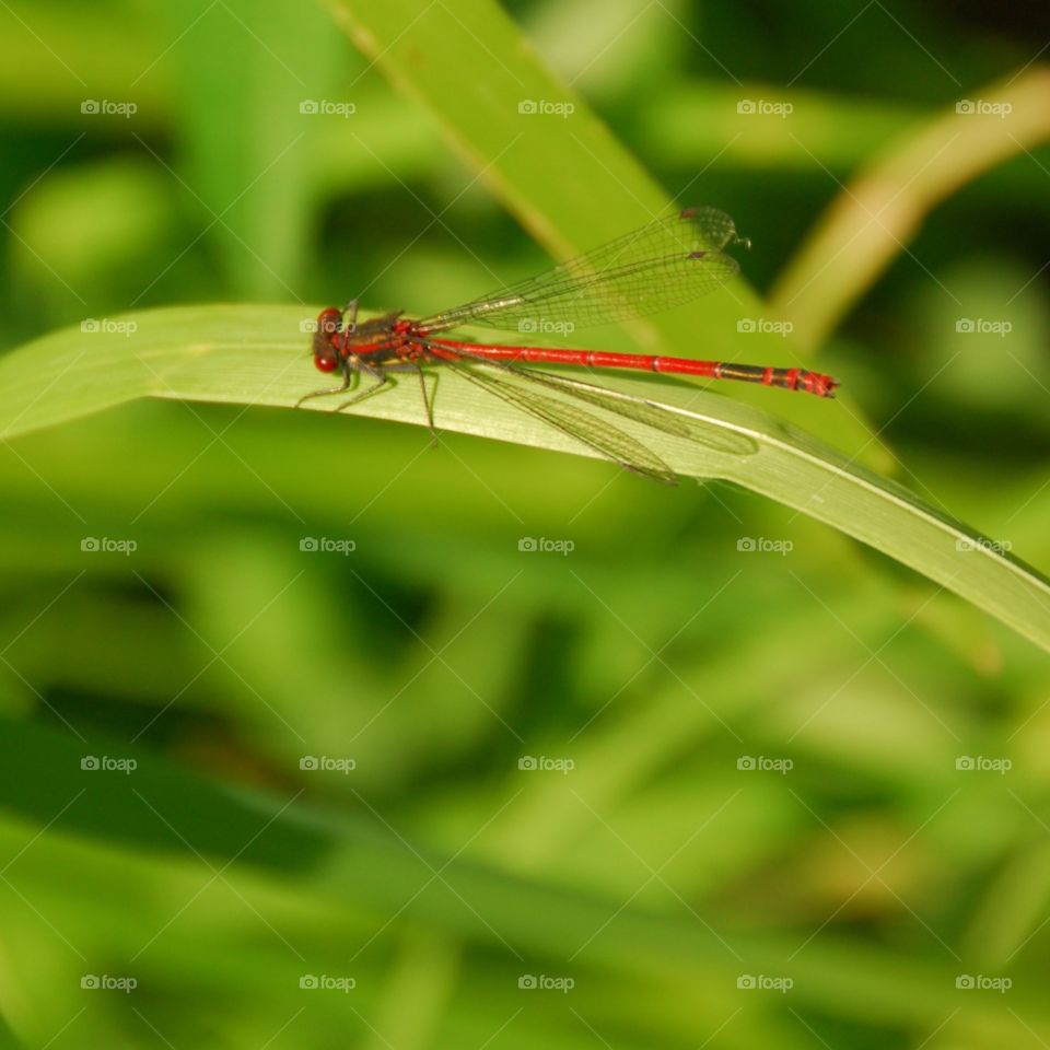 Large Red Damselfly. Red Damselfly catching the morning sun