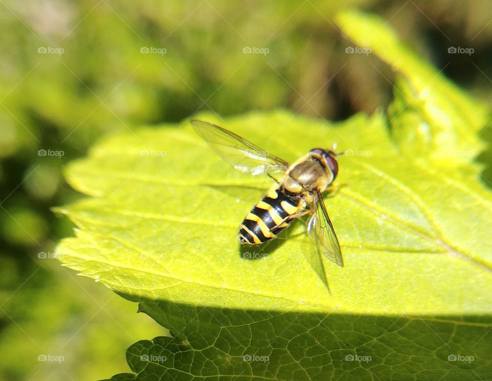 fliege Insekt blatt gestreift tarnfliege