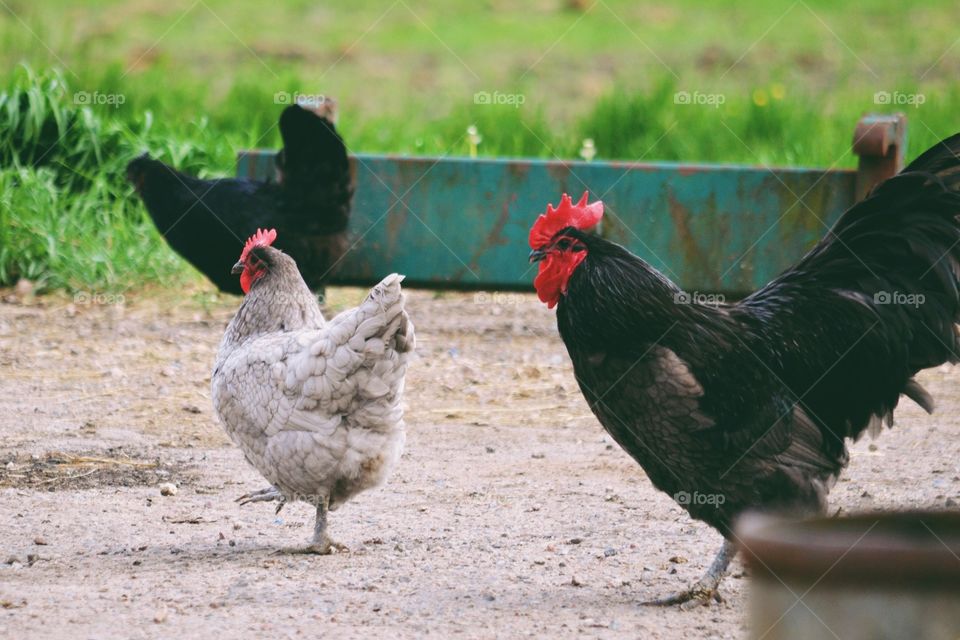 Bird, Poultry, Farm, Animal, Feather