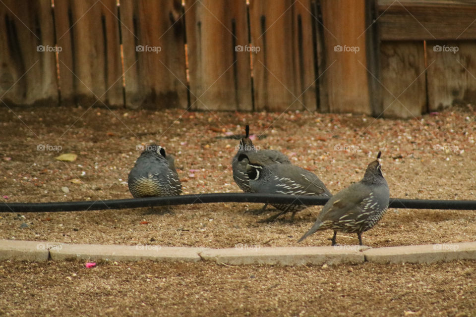 Group of male quail