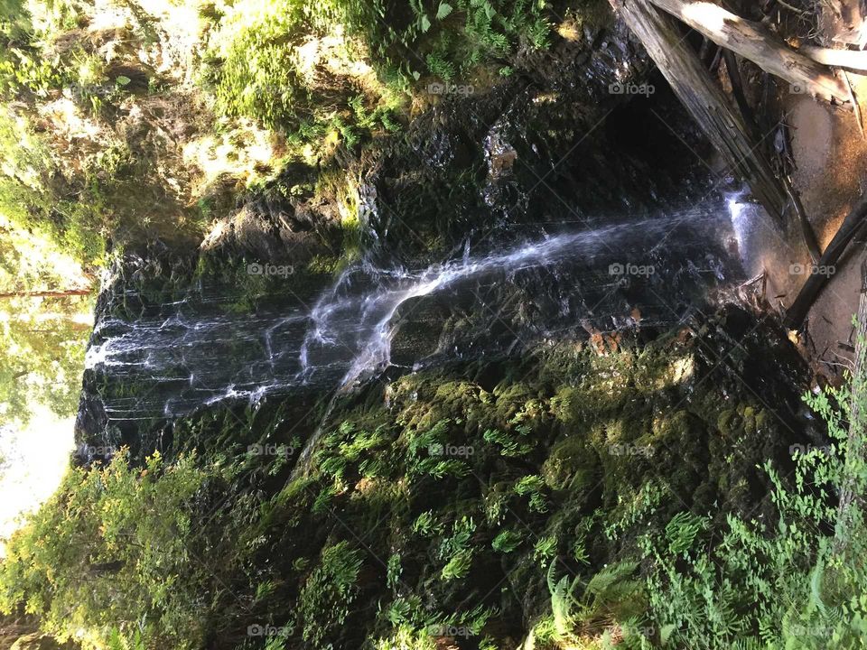Waterfall in the redwoods
