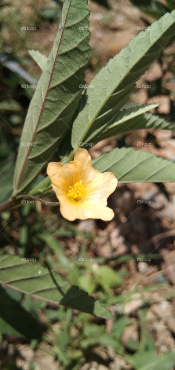 Sida acuta, wireweed; flowering plant species in the mallow family, Malvaceae, weeds in several regions including Indonesia. (south borne)