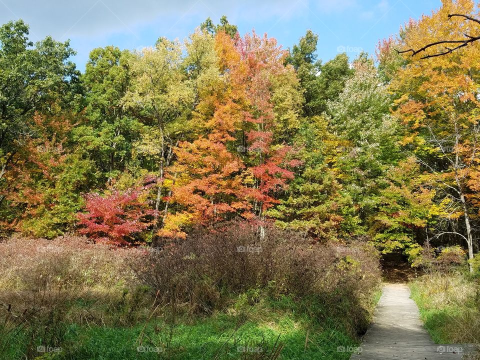 Fall, Leaf, Landscape, Tree, Nature