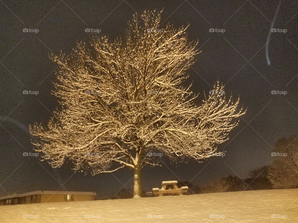Snowing in Minnesota - Check out this cool Tree with snow on it. New Brighton Minnesota