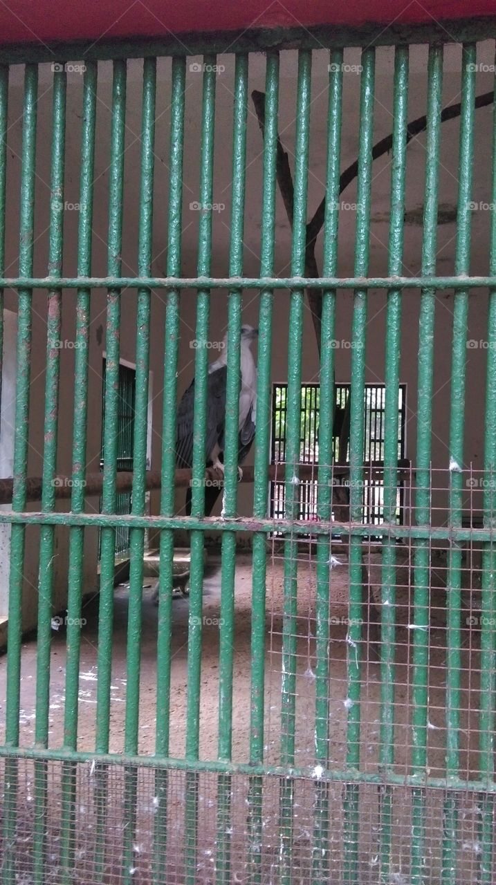bird in jail