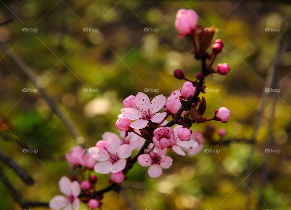 Buds on cherry blossom