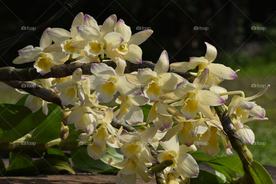 Orchid/Orquídea.