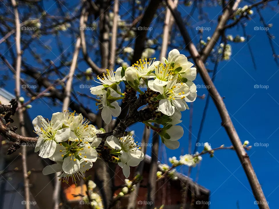 flowers on trees