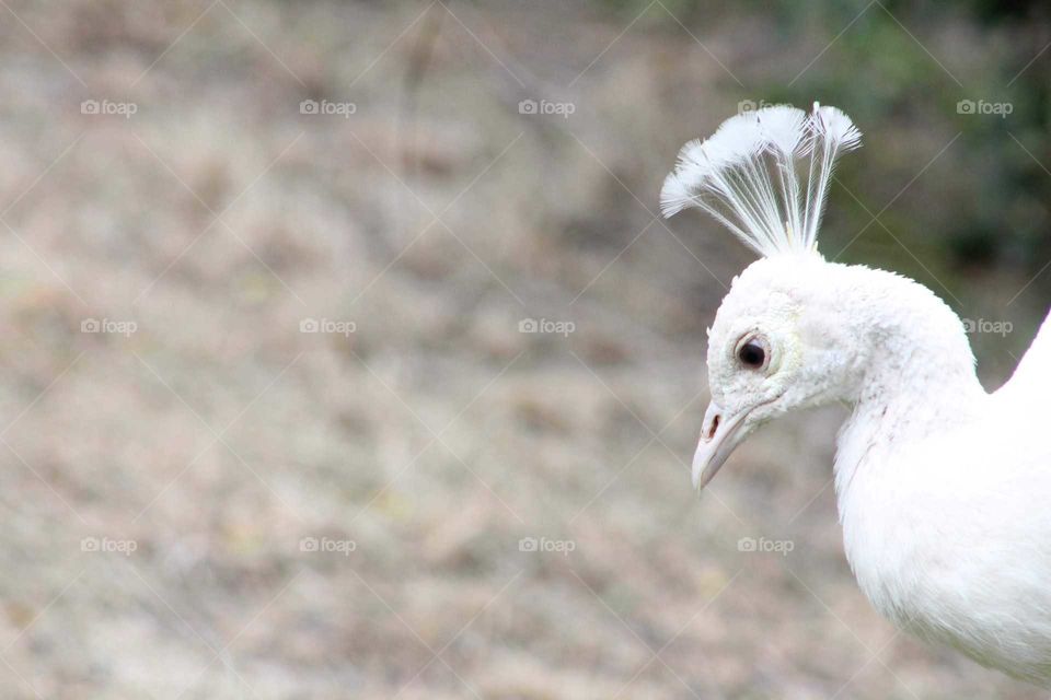 Photo of a rare albino peacock!