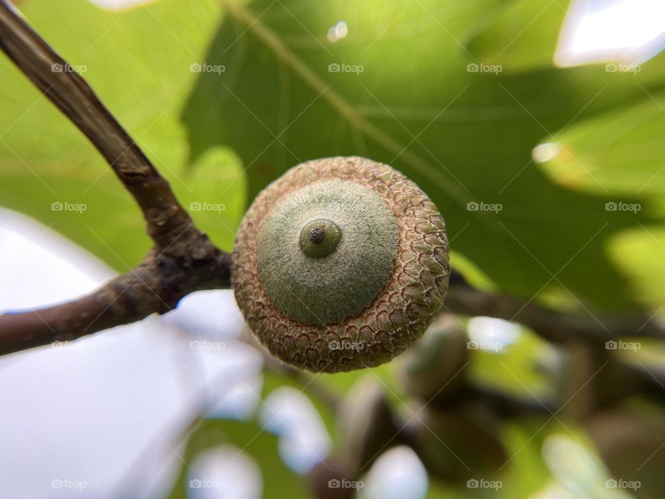 Acorns close up 