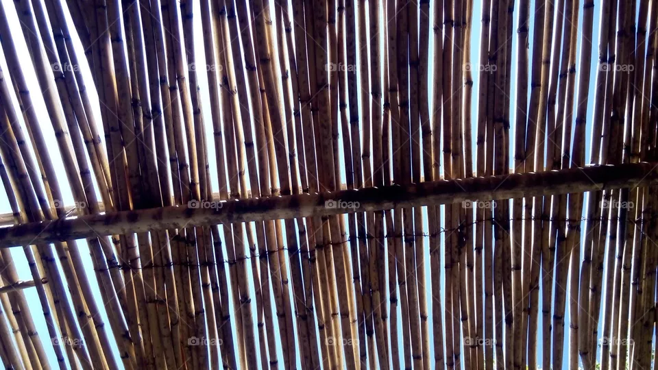 roof by canes