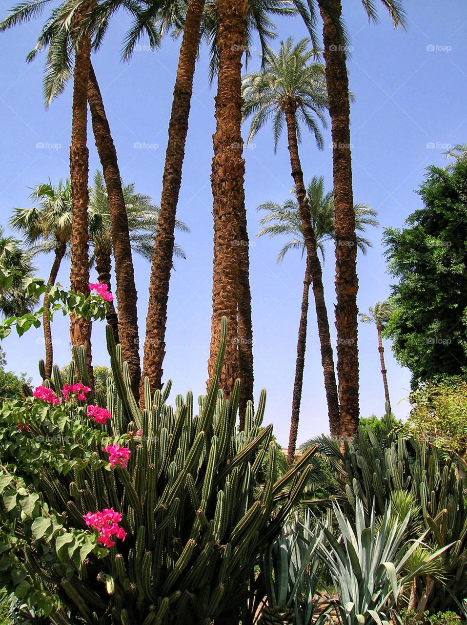 Beautiful gardens of th Winter Palace of Luxor, Egypt.