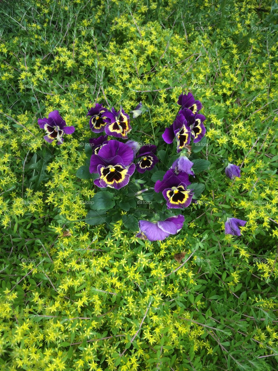 Flowers. Not sure what kind of flowers they are