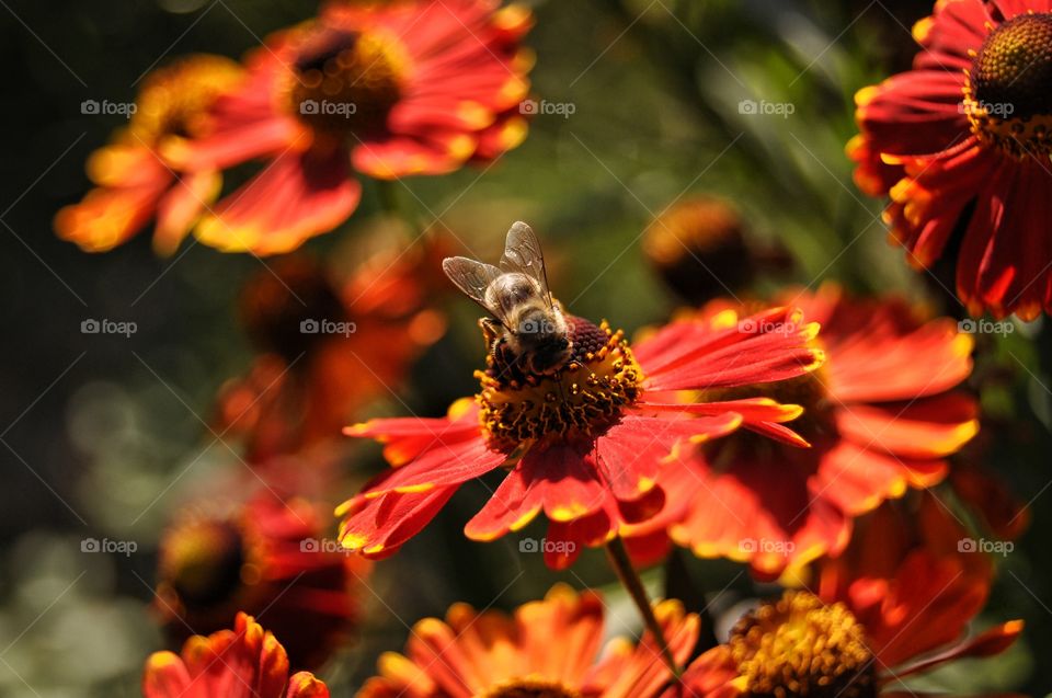 bee and flowers