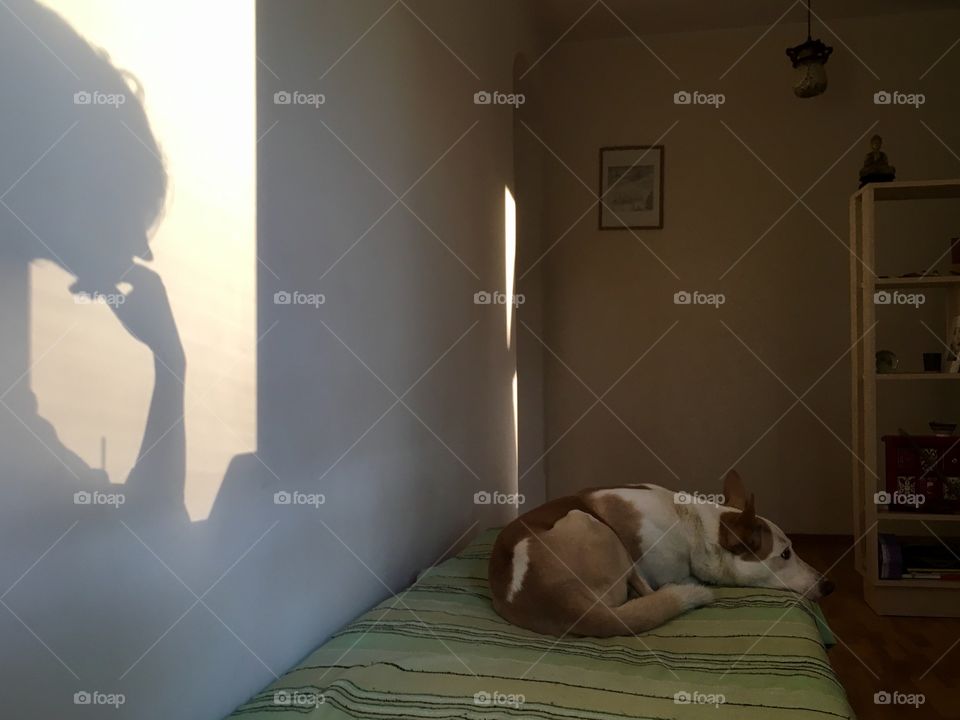 Spending time with dog at home. Girl’s shadow on the wall sitting beside the dog, sleeping on the coach. 