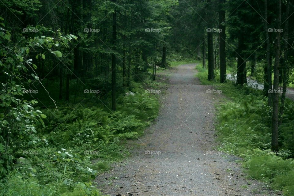 Green way to the forest