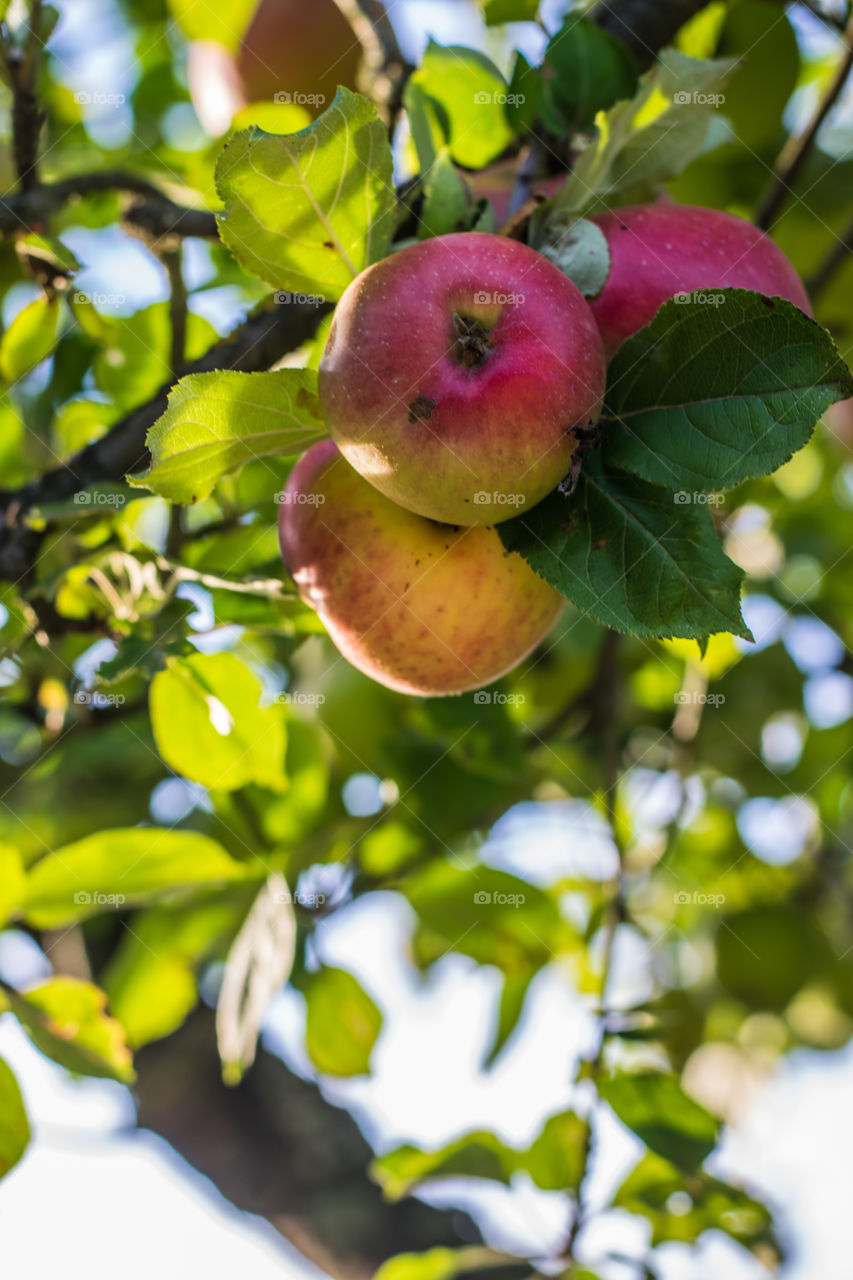 apples, fall