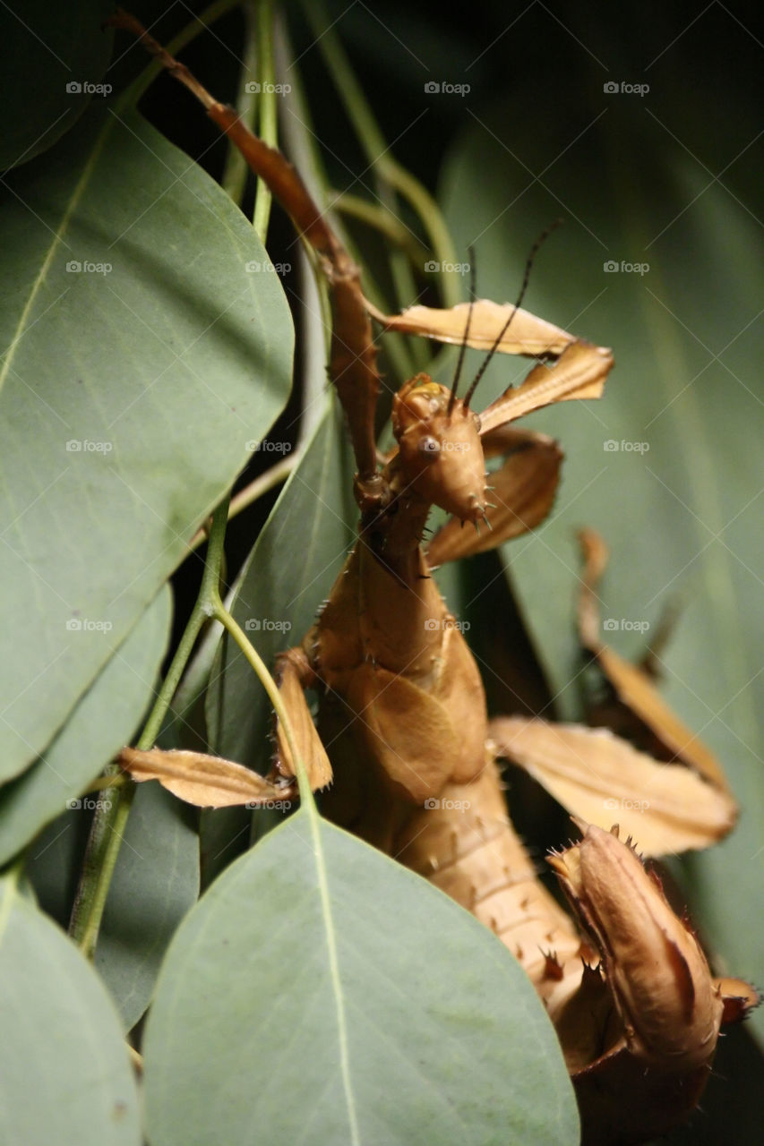 Portrait of a brown praying mantis