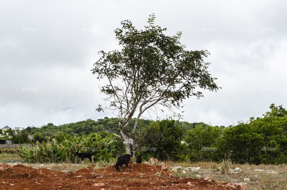 Goats Under Tree