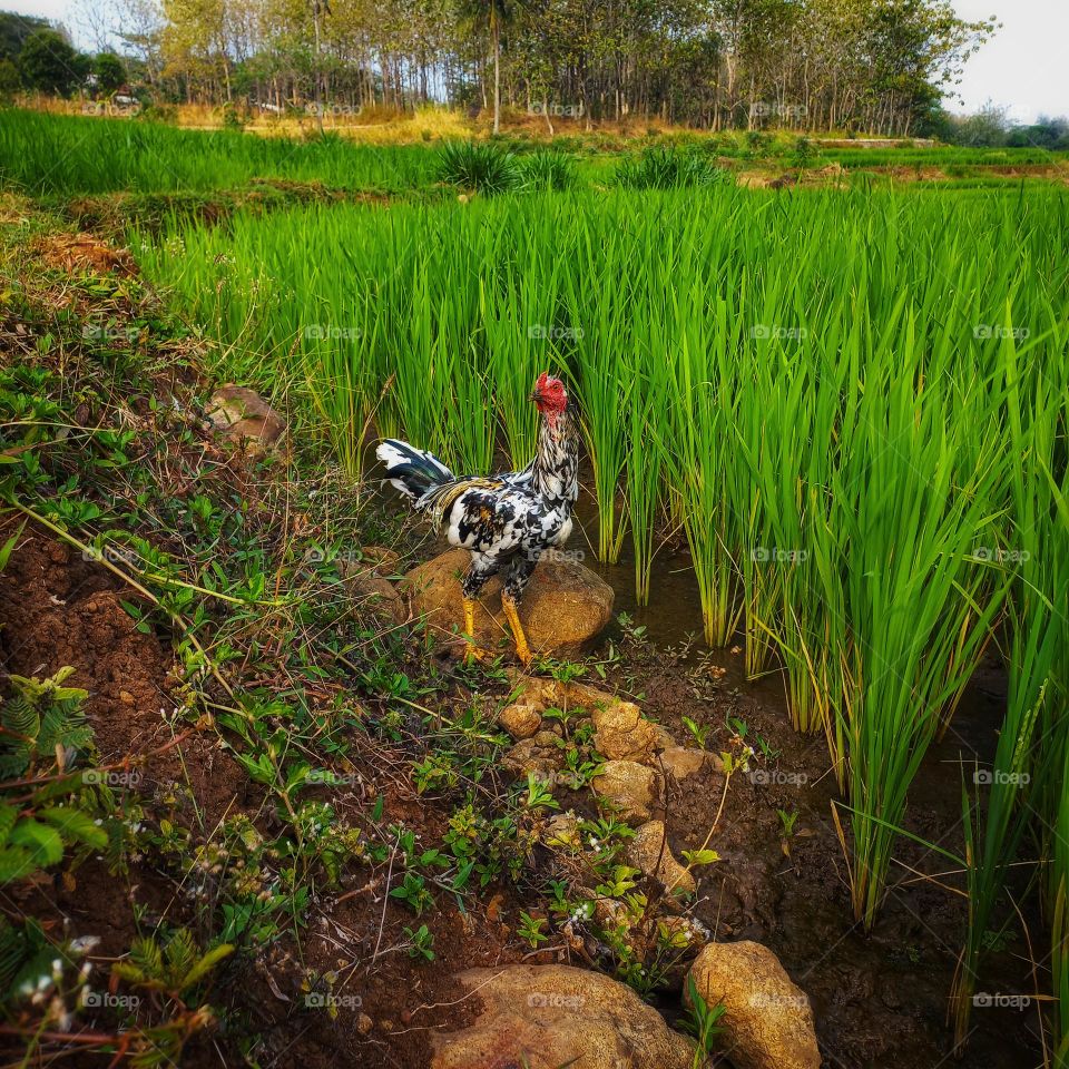 A rooster looking for food in the rice fields