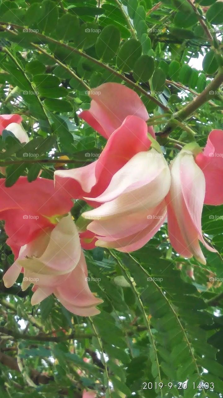 vegetable hummingbird