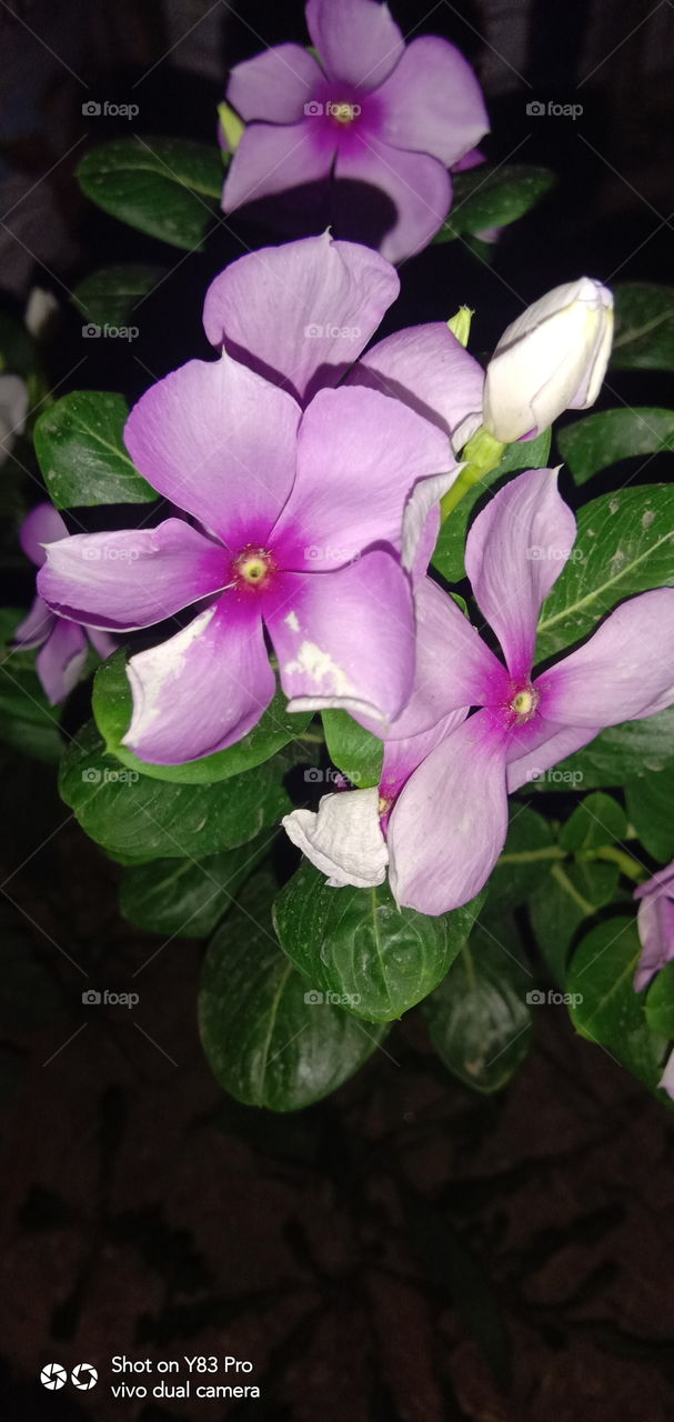 #foap #infoapartemen #foapjuly18 #foapaug18 #foapfeb18 #foapapril17 #foapers #foapjune18 #fotografoaprendiz #sfoapprentices #foaper #infoapartment #foapmission #foapmay18 #foapapr18 #foapit #infoaplikasipaytren #infoapple #foapom #foapjan19 #infoapp