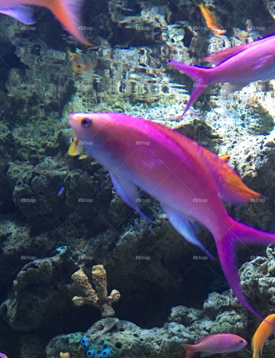 Beautiful fuchsia ocean fish at the Aquarium of the Pacific, Long Beach, California.