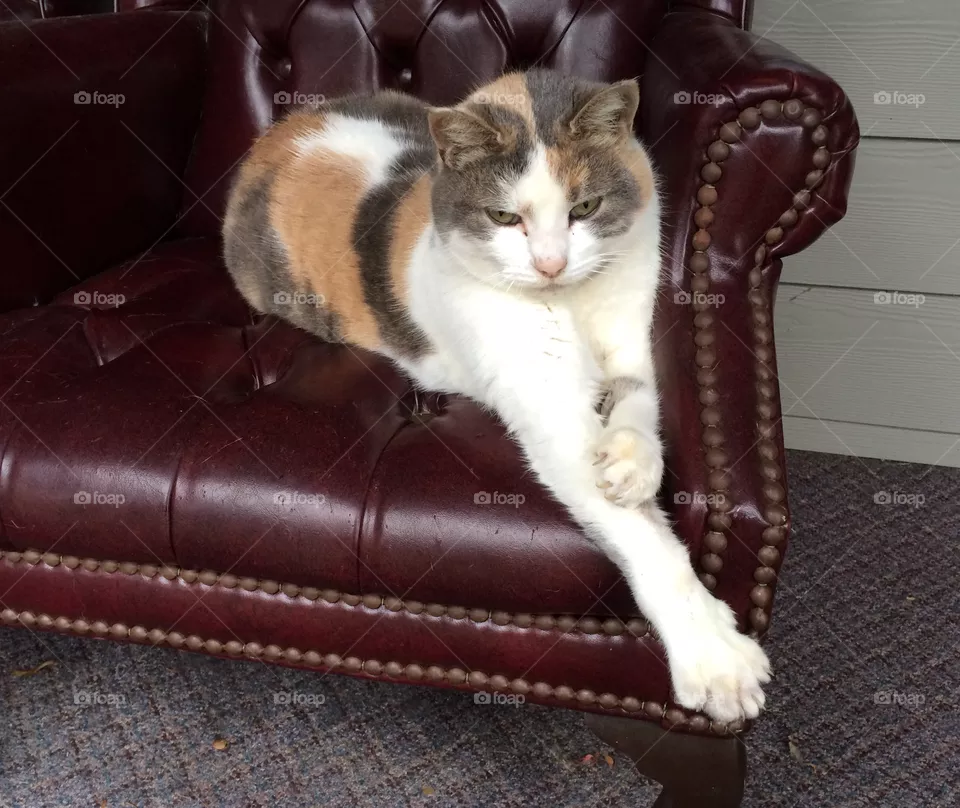 cat