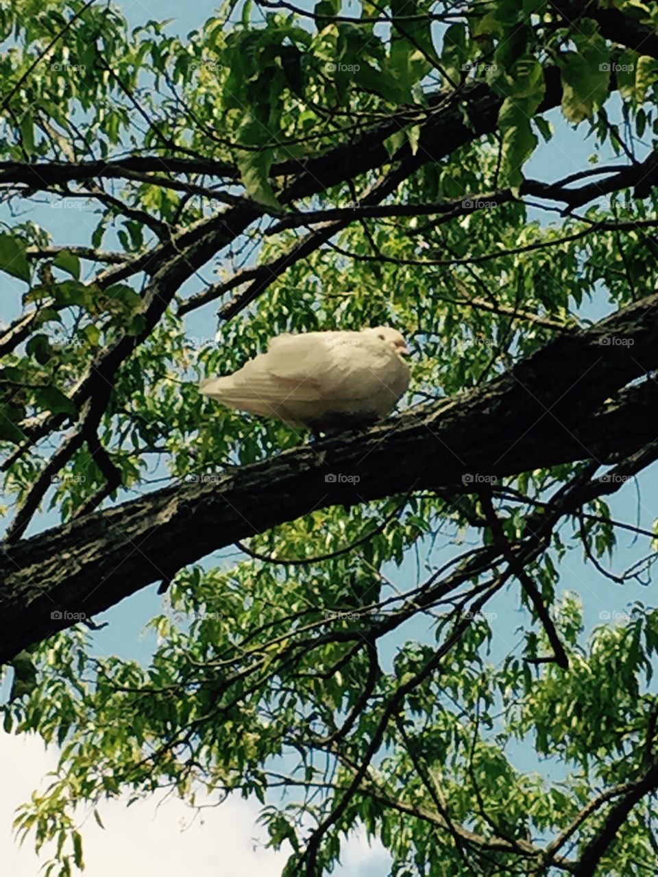 A beautiful white dove in our tree, sky peeking through the branches leafed out with green leaves.