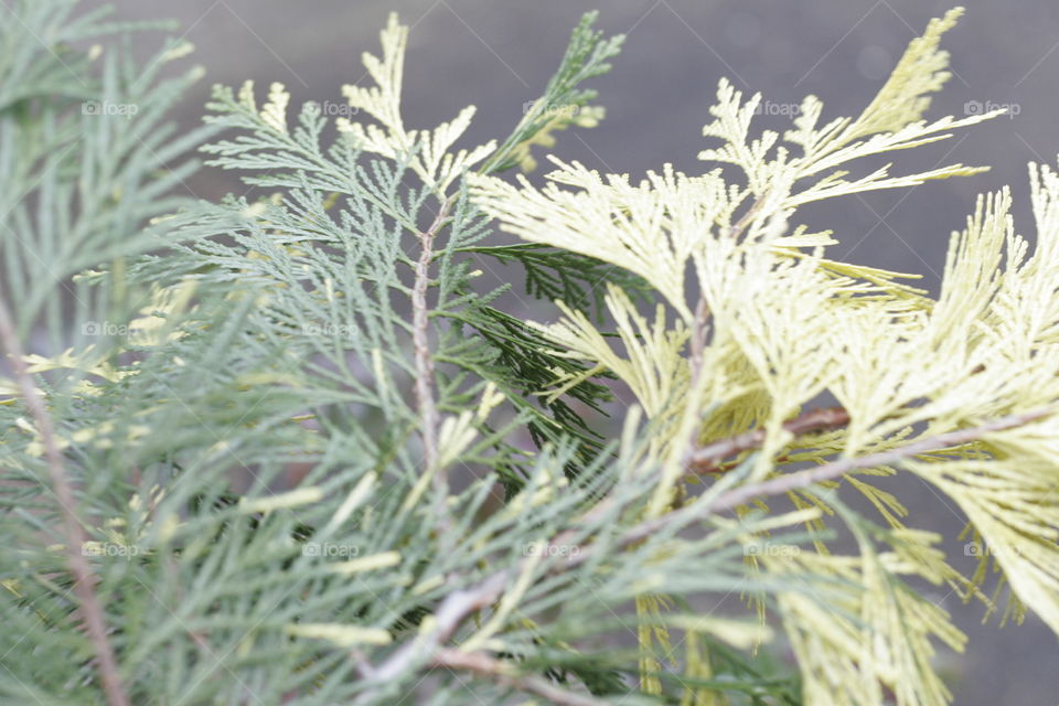 two different colors growing from same twig
