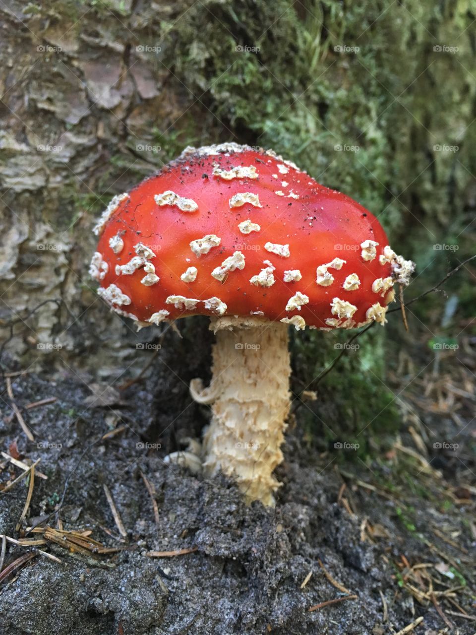 Röd flugsvamp, Fly agaric mushroom, Getåravinen Nature Reserve