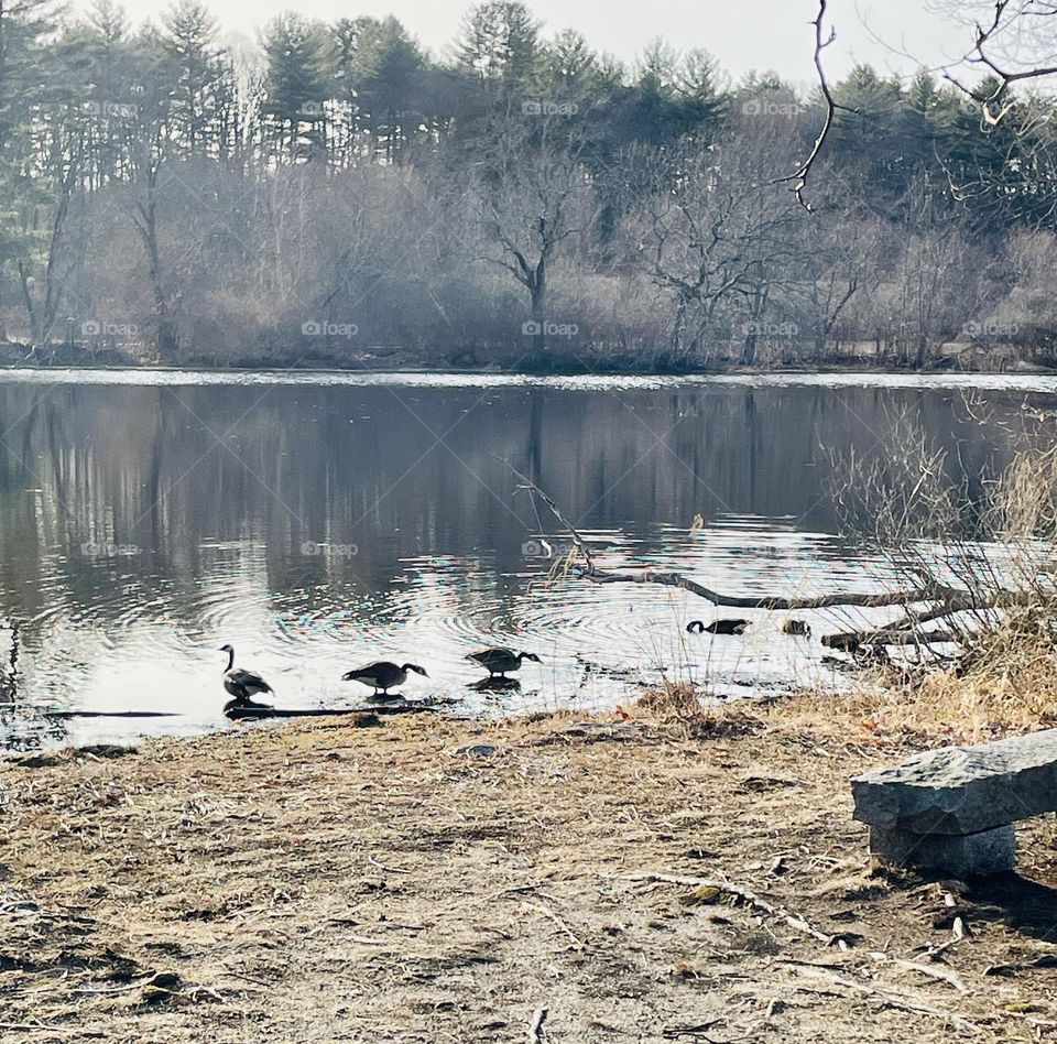 Several geese peacefully stands in the calm waters of a local pond, by the water’s edge, basking in the warmth of an early Spring afternoon. The pond, recently defrosted, showcases the geese enjoying the serene moment.