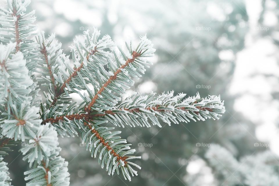 Closeup or macro of fir tree branch covered in snow during winter season 