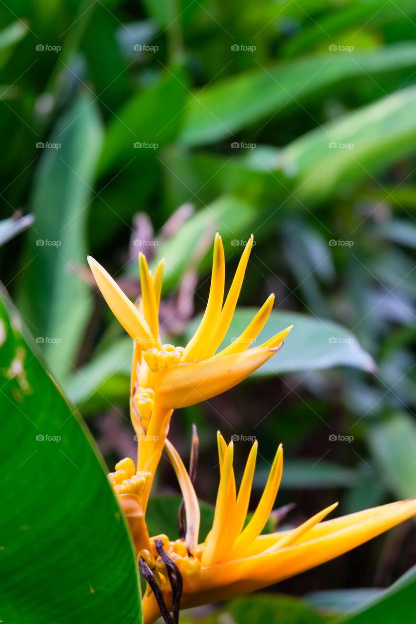 bright yellow bird of paradise