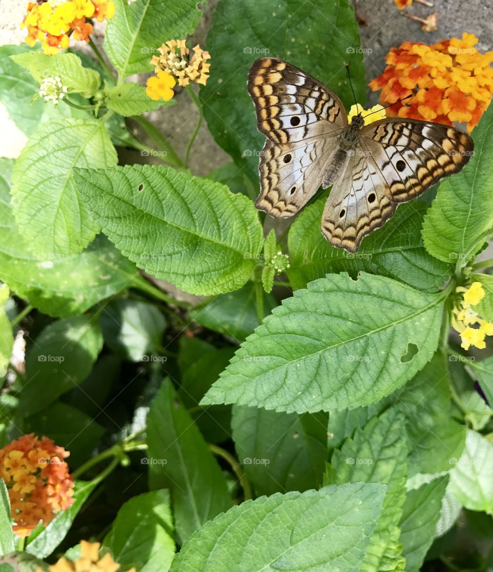 Butterfly on Leaves