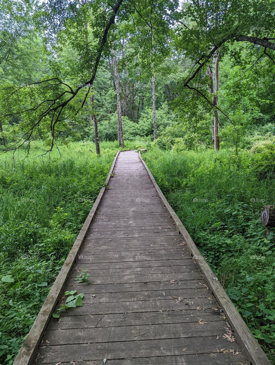 Path in woods